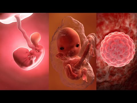 Vídeo: Desenvolvimento Fetal Intrauterino