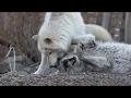 Playful Wolf: Wakey Wakey or I Bite Your Face