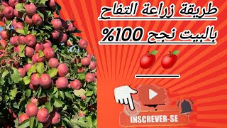 زراعة بذور التفاح بالبيت طريقه نجح 100%