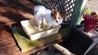 Whisper the Papillon retrieving rocks from a bucket of water by Narelle Robinson 31 views 9 years ago 3 minutes, 10 seconds