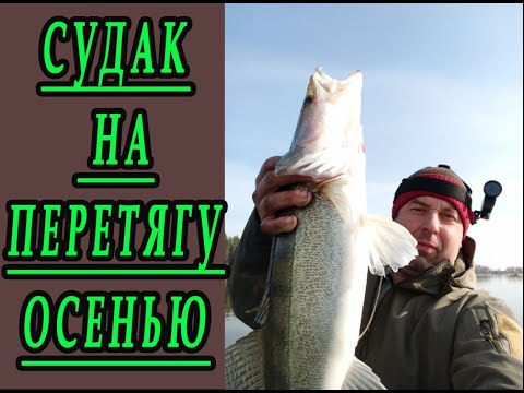 Судак на перетягу осенью
