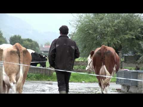 Wie wird aus Gras und Heu Käse in TegernseerLand Qualität