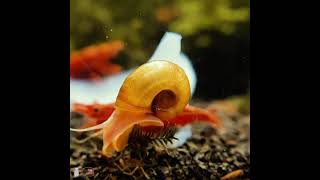 1000 shrimps vs. thousand year egg #shorts