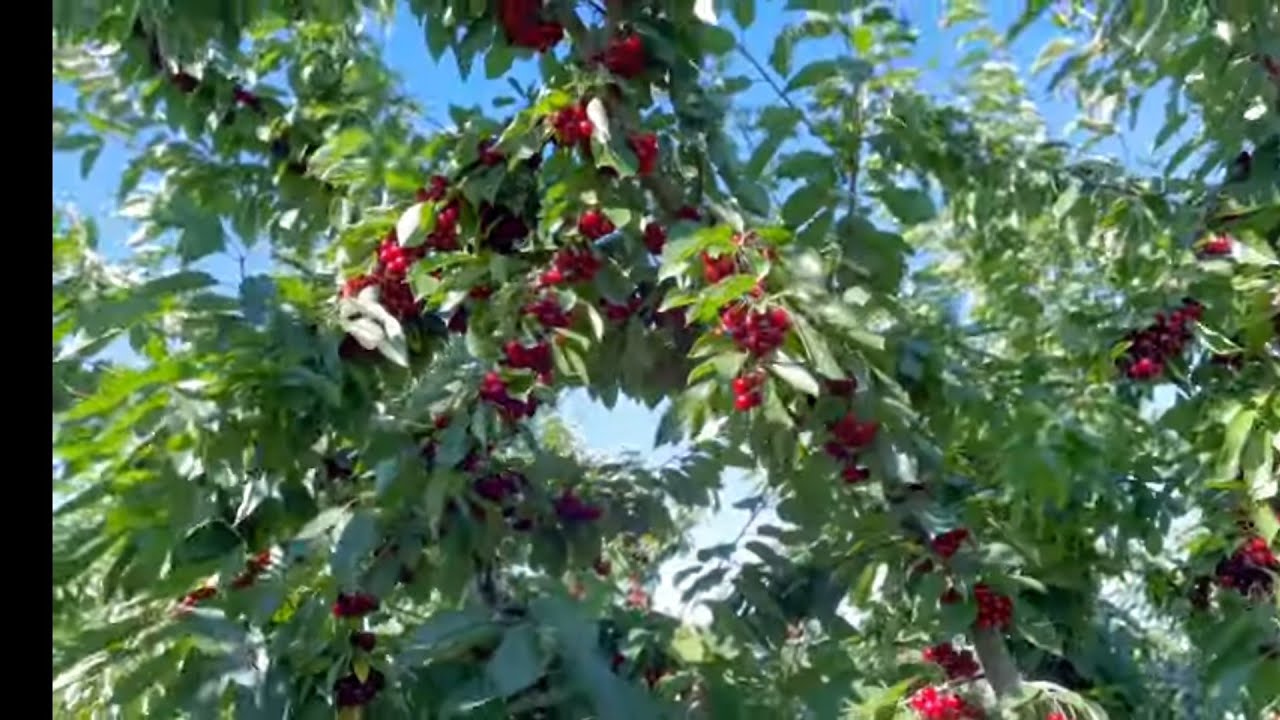 Bogʻdorchilik Sifatli Gilos 🍒🍒 olish sirlari nimada? batafsil maʼlumot ,Parkentdan lavha,