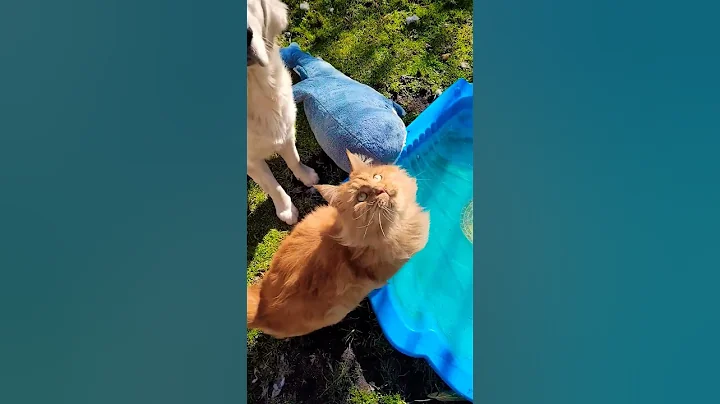 Watch the video about Blahaj, Dog and Mainecoon fight over treat ! #cat #dog #mainecoon #goldenretriever #youtubeshorts