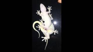 Asian House Gecko Mating ヤモリの交尾