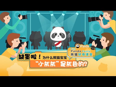 《熊貓好奇課堂》缺墨啦！為什麼熊貓寶寶“小灰灰”是灰色的？ | iPanda熊貓頻道