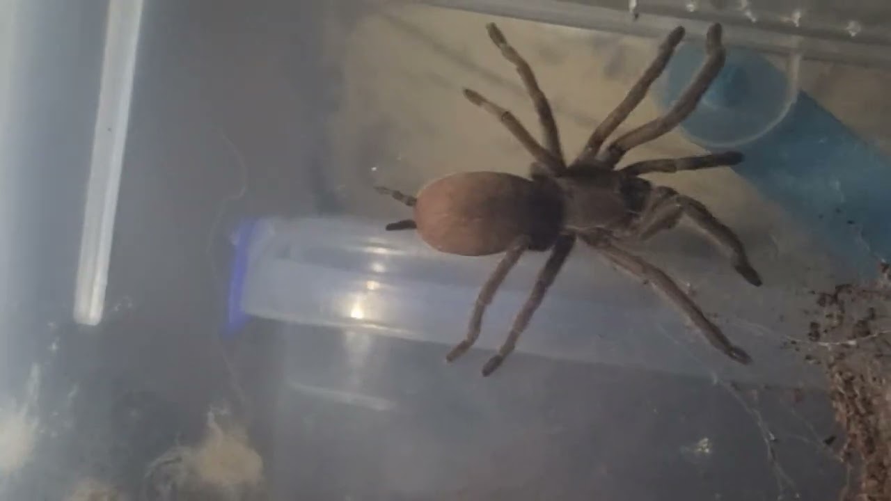 Phlogius K2 Western Form Goliath on the move