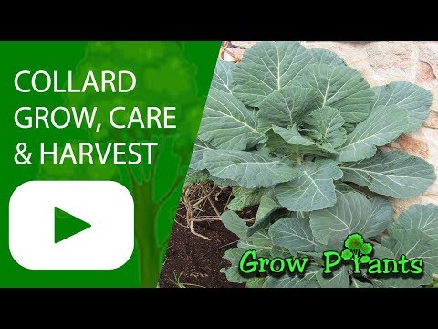 Collard greens - growing & harvesting for edible leaves