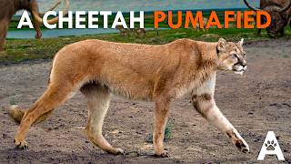 Information What the “American Cheetah” Actually Was Guide