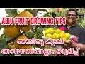 Abiu fruit farming tips    