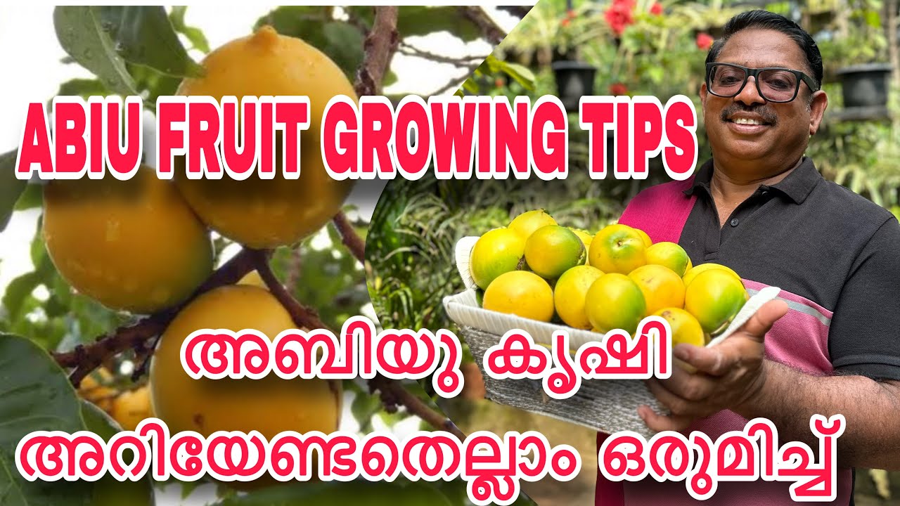 ABIU FRUIT FARMING TIPS . അബിയു കൃഷി അറിയേണ്ടതെല്ലാം