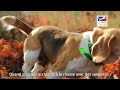 Pourquoi choisir un beagle pour la chasse et en animal de compagnie