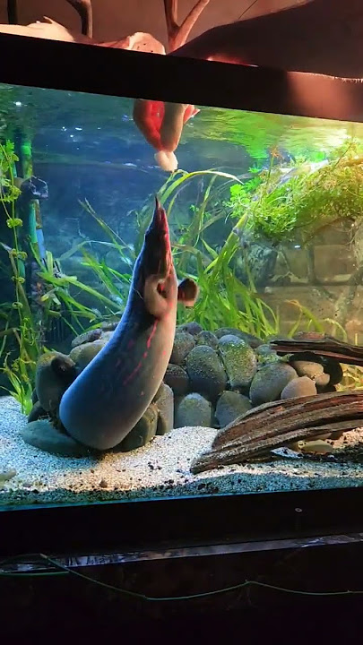 🍤 JUMBO Shrimp for Homer the FIRE EEL! 🔥