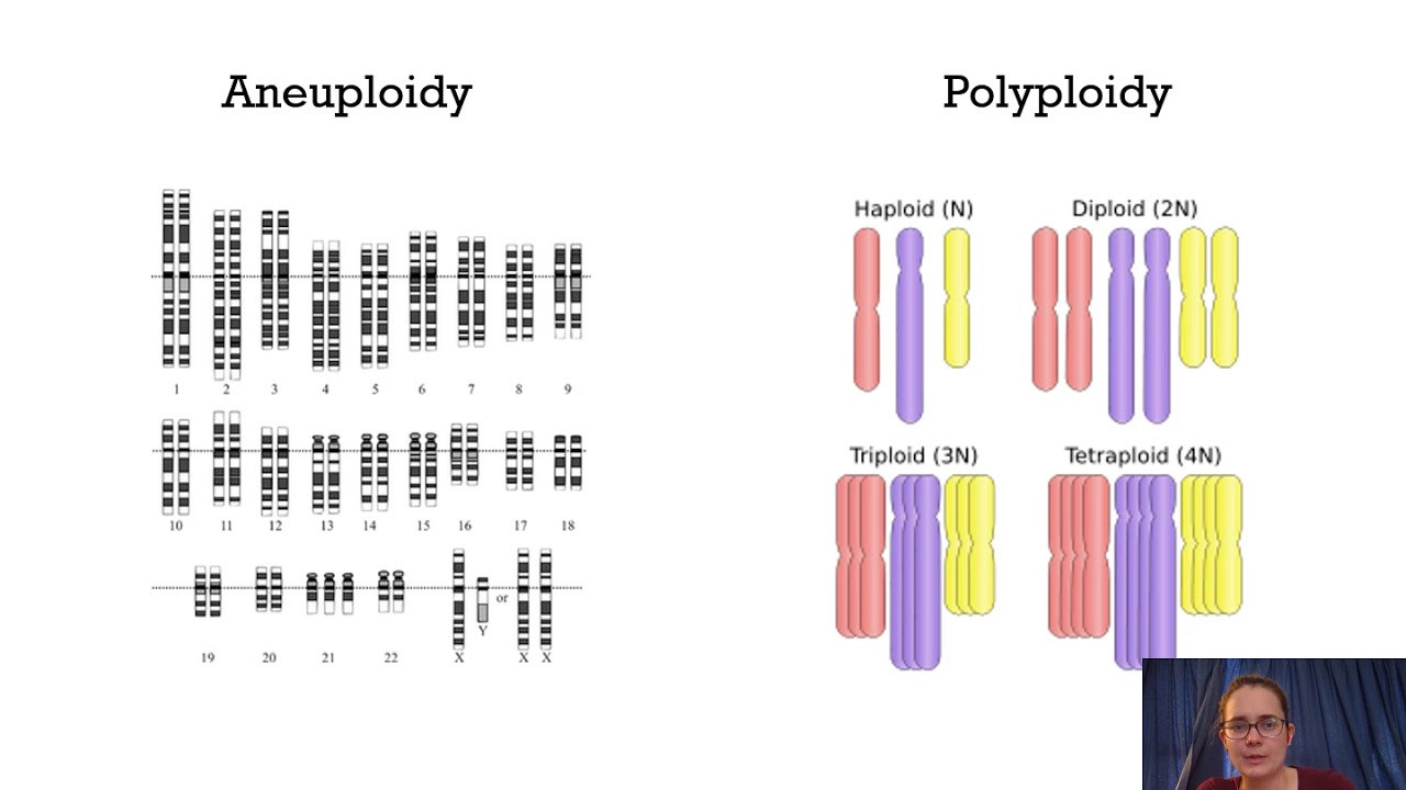Changes in the genetic makeup of a population