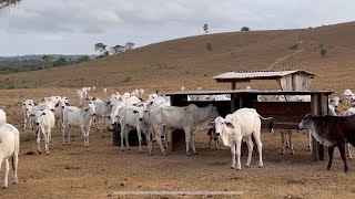 Resultado das nossas novilhas depois de 6 meses