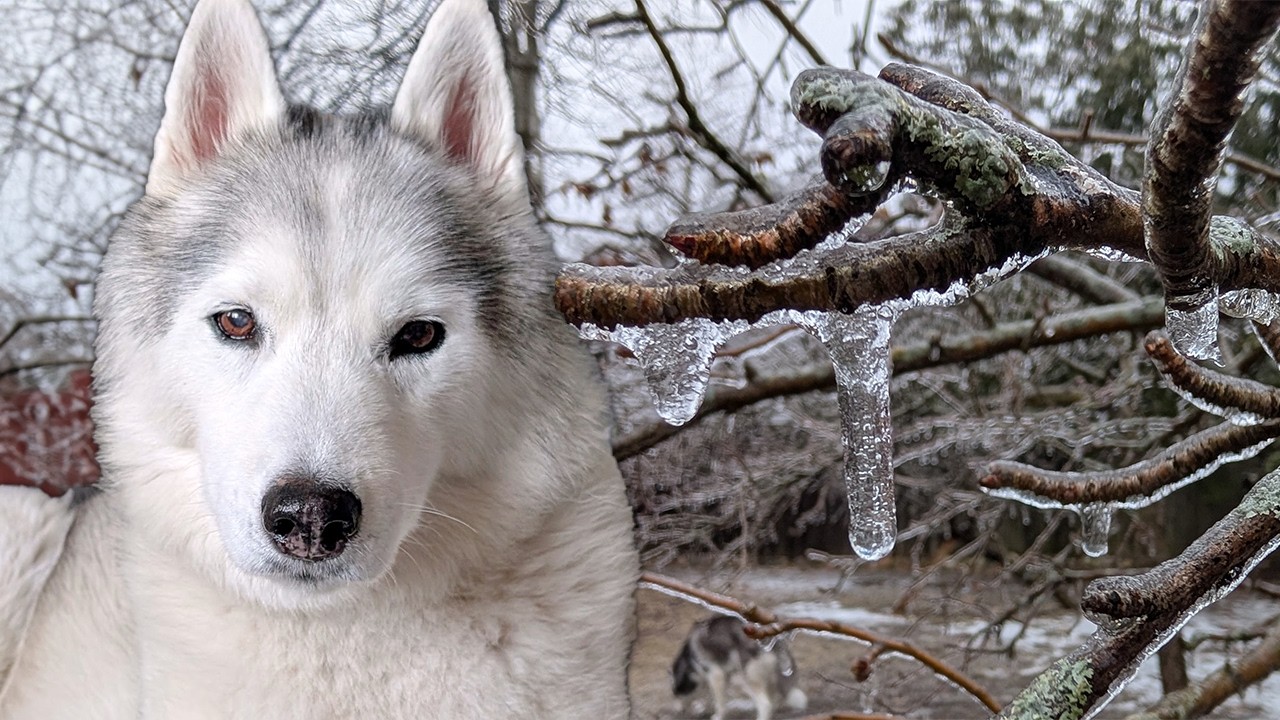 We Were NOT Prepared for The Ice Storm To be THIS Bad!