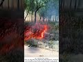 Cottonwood Fluff Ignites Instantly – A Shocking Fire Hazard 🔥⚠️