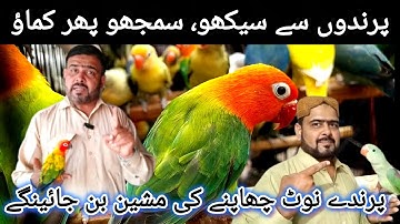 Parindon se Paisay Chapnay ki Machine Banao | Birds Business Earning | Lalukhet Birds Market