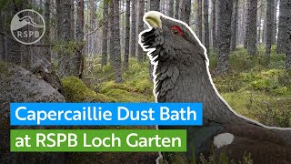 Preview of stream Capercaillie dust bath camera