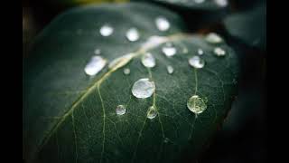 Morning dew droplets relaxing music. screenshot 5