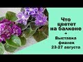 Что цветет на балконе + Выставка фиалок. Киев. 23-27 августа 2017