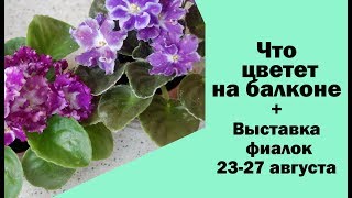 Что цветет на балконе + Выставка фиалок. Киев. 23-27 августа 2017
