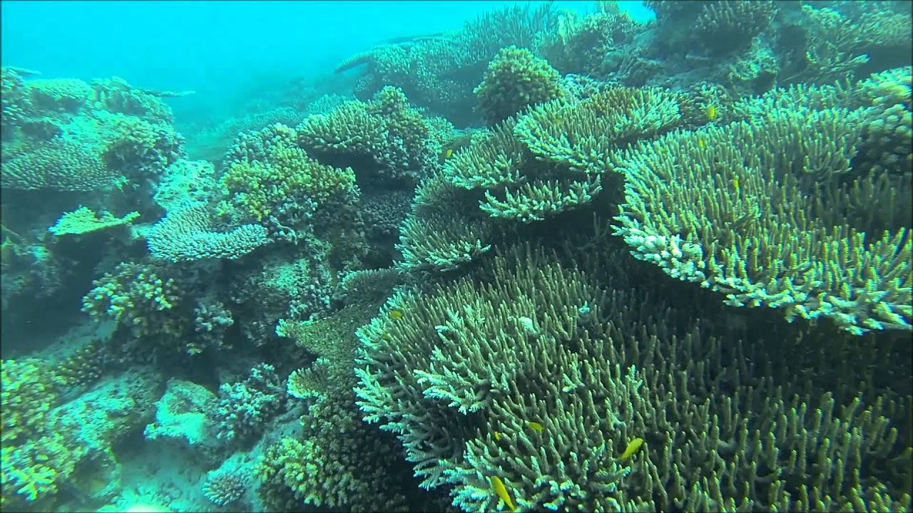 Snorkelling in Nias Utara, Nias Island, Indonesia.