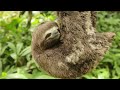 National Geographic The Beautiful World Of Amazon Latest Nature Documentary 720p HD
