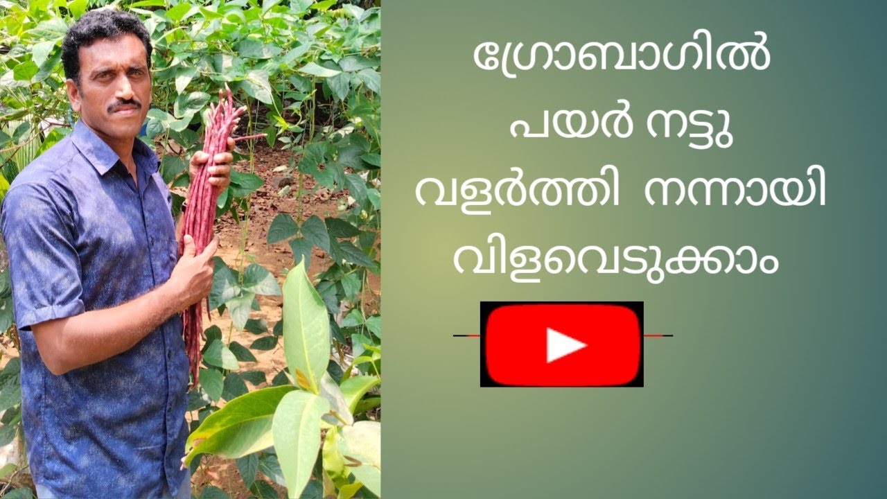 Antonymalayatoortips 