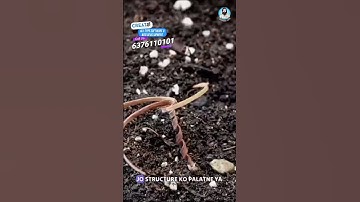 एरोडियम बीज क्या है? | What is an erodium seed? | device corkscrews itself into the ground a seed