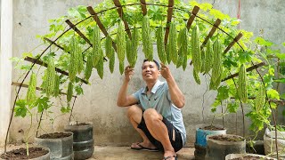 How to grow bitter melon easily for families without gardens, using eggshells as fertilizer by Terrace garden ideas 5,722 views 6 months ago 10 minutes, 15 seconds