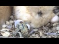 Fluffy Silkie Chicken hatching from the egg!