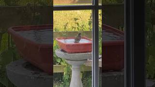 Baby birdie very thirsty. They need water in this hot weather. bird nature summer