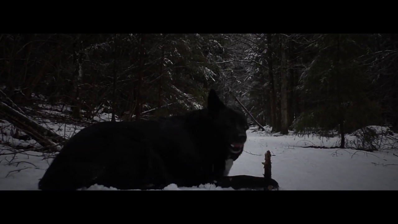 a song for my pets - YouTube