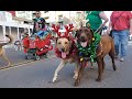 Gaslamp holiday pet parade 2019