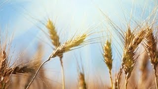 Getreide - Trailer Schulfilm Biologie