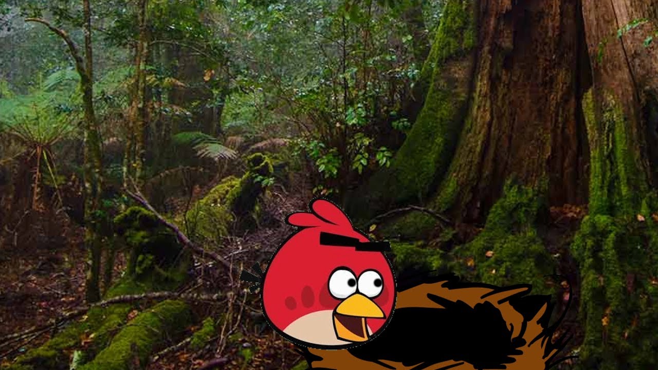 Angry Birds The Animated Series Ep.1 - Poached Eggs (Custom Animation)