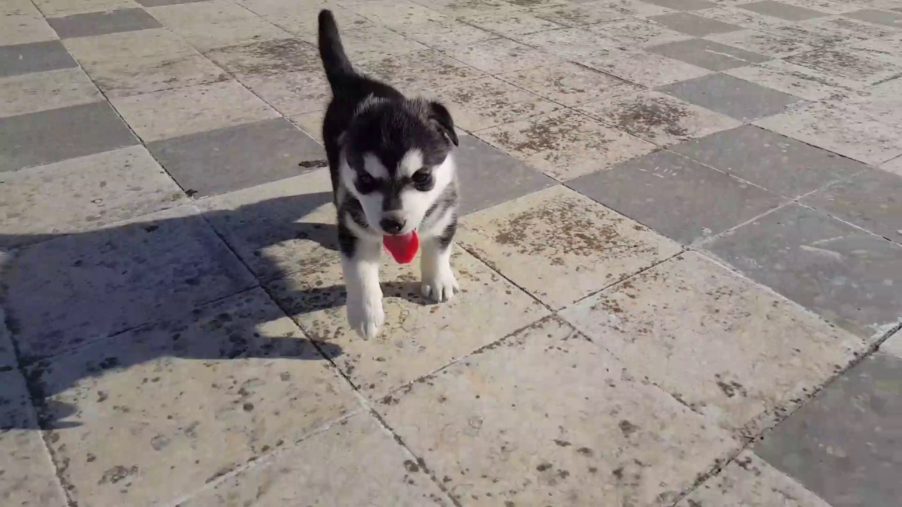 Chiot Husky From Tunis Youtube