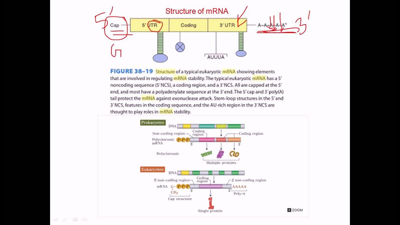 mrna structure and function