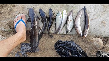 CẮM CÂU CÁ LÓC VỀ NƯỚNG TRUI CẢNH DÍNH CÁ QUÁ ĐÃ