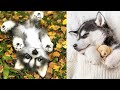 Смешные и милые видеоролики о собаках ХАСКИ ~ Щенки ХАСКИ