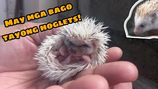 Hedgehog Breeding in the Philippines (High Pinto Hedgehogs)
