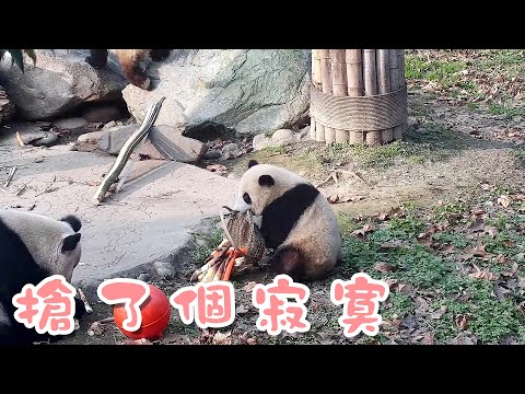 《熊貓早晚安》搶食大戰，搶了個寂寞 | iPanda熊貓頻道