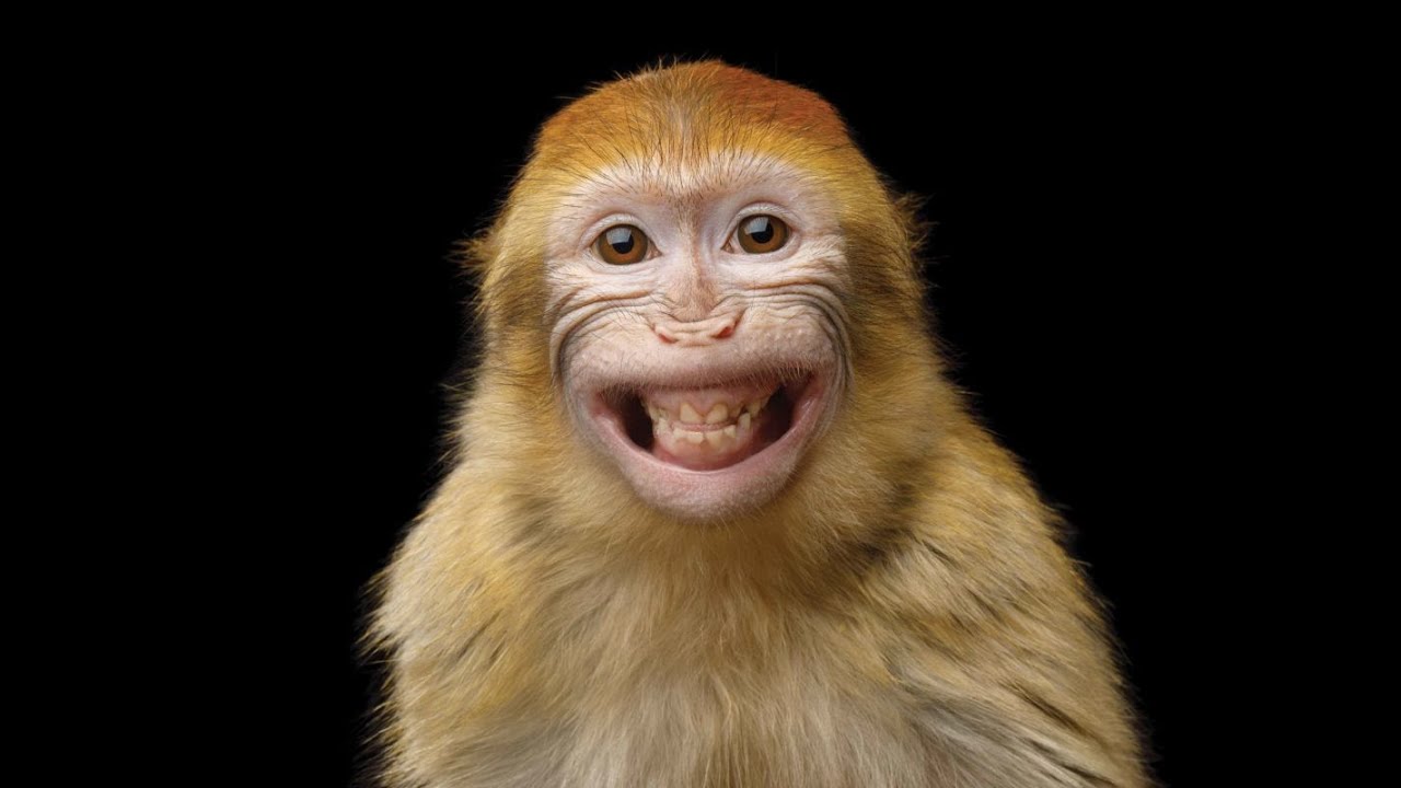 #יצאתמצחיק - קטעים מצחיקים עם קופים - Funny monkeys 