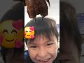 #cute #chicken #chickendance