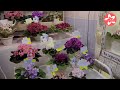 Обзор выставки фиалок в Доме Фиалки в Москве «Дарите женщинам цветы 2022»