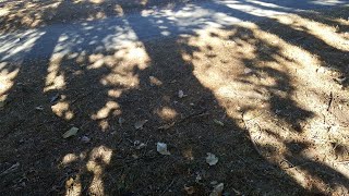 walking with jupi