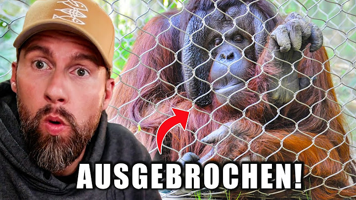 VIER ORANG-UTANS aus dem Frankfurter Zoo AUSGEBROCHEN! | Robert Marc Lehmann reagiert