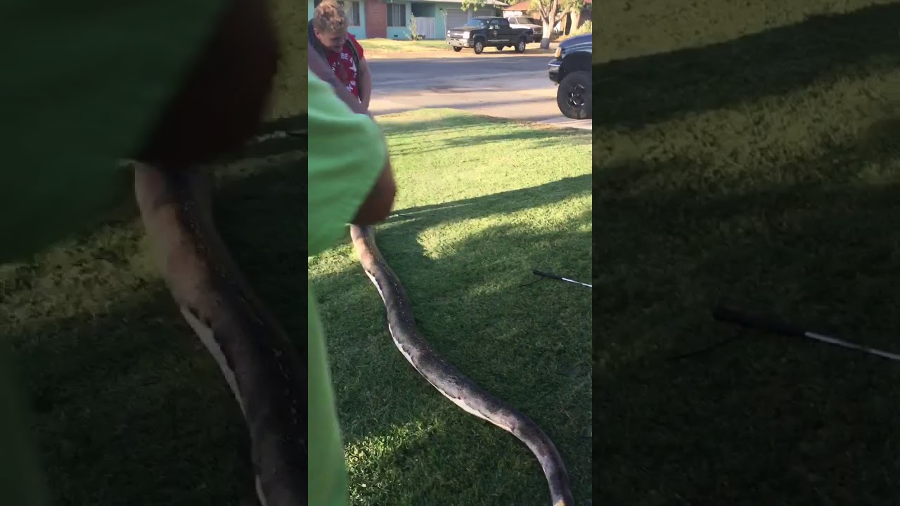 camera iphone 8 plus apk Pied reticulated python